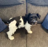 AKC “Duke”, a male Miniature Schnauzer for sale in Tulsa, OK – 2 of 2