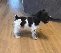 Oliver, a male Miniature Schnauzer for sale in Tulsa, OK – 2 of 5