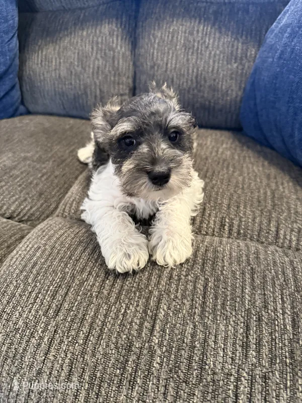 Chase – Miniature Schnauzer puppy for sale in Tulsa, OK