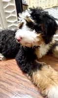 Georgie, a female Bernedoodle and Miniature Bernedoodle for sale in Saint Louis, MO – 6 of 10