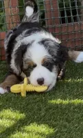 Beau, a male Bernedoodle and Miniature Bernedoodle for sale in Saint Louis, MO – 3 of 10
