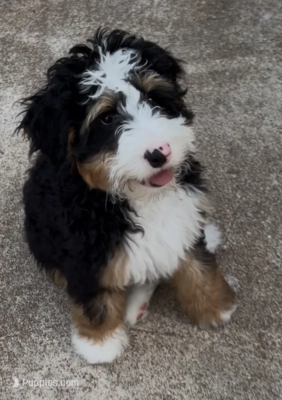 Georgie – Bernedoodle, Miniature Bernedoodle puppy for sale in Saint Louis, MO