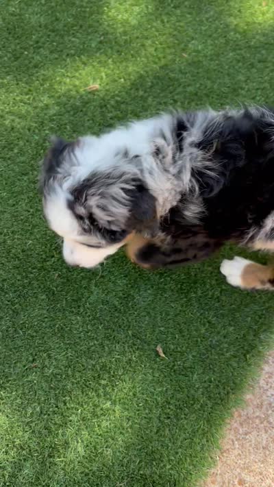 Beau, a male Bernedoodle and Miniature Bernedoodle for sale in Saint Louis, MO – 8 of 10