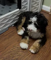 Georgie, a female Bernedoodle and Miniature Bernedoodle for sale in Saint Louis, MO – 5 of 10