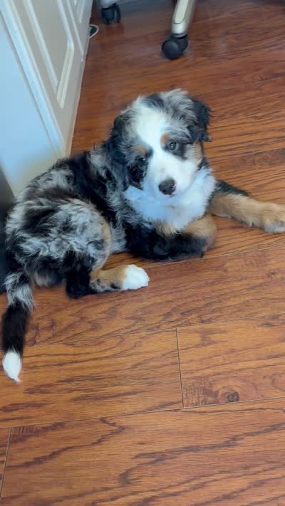Beau, a male Bernedoodle and Miniature Bernedoodle for sale in Saint Louis, MO – 9 of 10