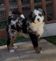 Beau, a male Bernedoodle and Miniature Bernedoodle for sale in Saint Louis, MO – 1 of 10