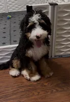 Georgie, a female Bernedoodle and Miniature Bernedoodle for sale in Saint Louis, MO – 7 of 10