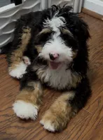 Georgie, a female Bernedoodle and Miniature Bernedoodle for sale in Saint Louis, MO – 2 of 10