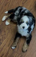 Beau, a male Bernedoodle and Miniature Bernedoodle for sale in Saint Louis, MO – 7 of 10