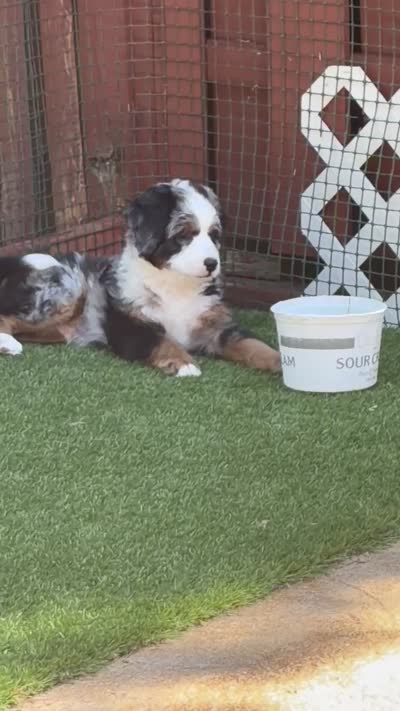 Beau, a male Bernedoodle and Miniature Bernedoodle for sale in Saint Louis, MO – 10 of 10