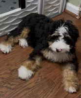 Georgie, a female Bernedoodle and Miniature Bernedoodle for sale in Saint Louis, MO – 3 of 10