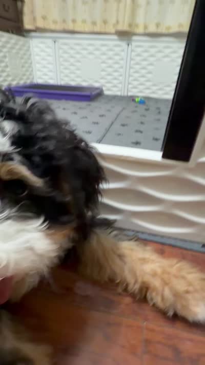 Georgie, a female Bernedoodle and Miniature Bernedoodle for sale in Saint Louis, MO – 10 of 10