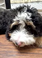 Georgie, a female Bernedoodle and Miniature Bernedoodle for sale in Saint Louis, MO – 8 of 10