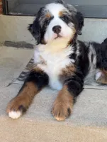 Beau, a male Bernedoodle and Miniature Bernedoodle for sale in Saint Louis, MO – 6 of 10