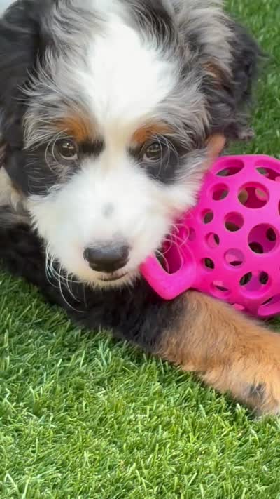 Beau, a male Bernedoodle and Miniature Bernedoodle for sale in Saint Louis, MO – 2 of 10