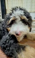 Georgie, a female Bernedoodle and Miniature Bernedoodle for sale in Saint Louis, MO – 4 of 10