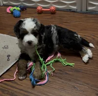 Beau, a male Bernedoodle and Miniature Bernedoodle for sale in Saint Louis, MO – 5 of 10