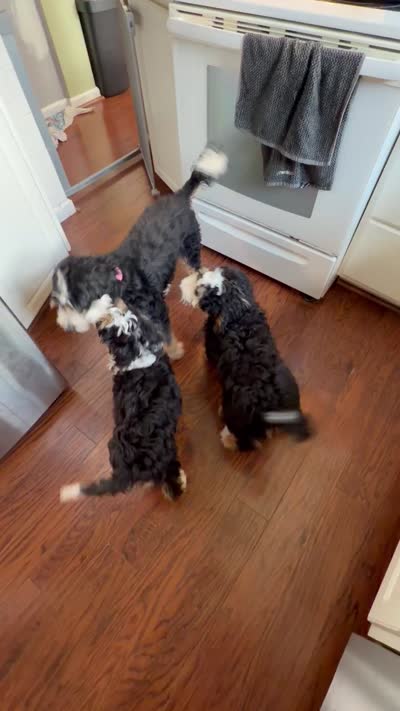 Georgie, a female Bernedoodle and Miniature Bernedoodle for sale in Saint Louis, MO – 9 of 10