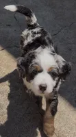Beau, a male Bernedoodle and Miniature Bernedoodle for sale in Saint Louis, MO – 4 of 10