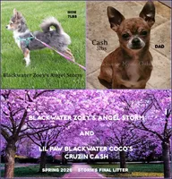 Bobcat, a male Chihuahua for sale in Newport, NH – 2 of 2