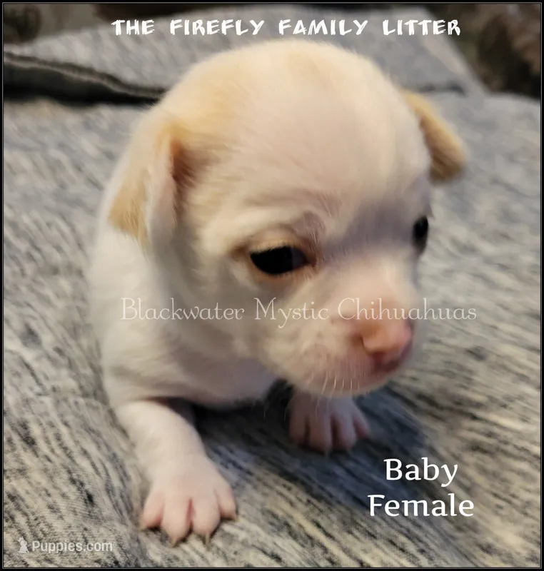 Baby – Chihuahua puppy on hold in Newport, NH