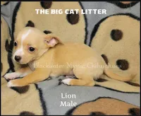 Lion, a male Chihuahua for sale in Newport, NH – 4 of 8