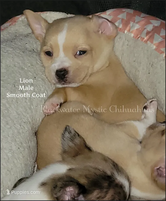 Lion – Chihuahua puppy for sale in Newport, NH