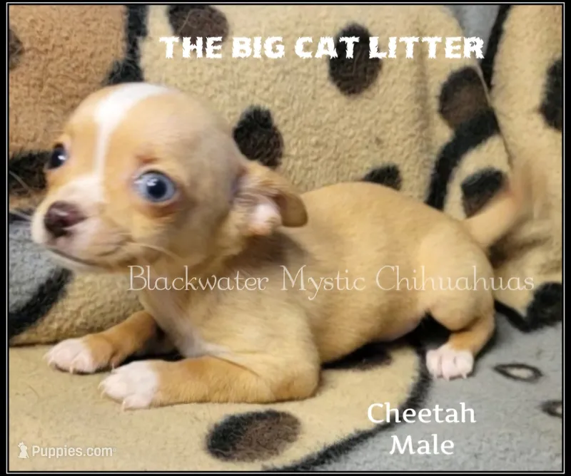 Cheetah – Chihuahua puppy for sale in Newport, NH