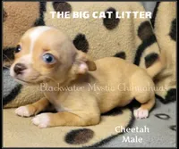 Cheetah, a male Chihuahua for sale in Newport, NH – 3 of 7