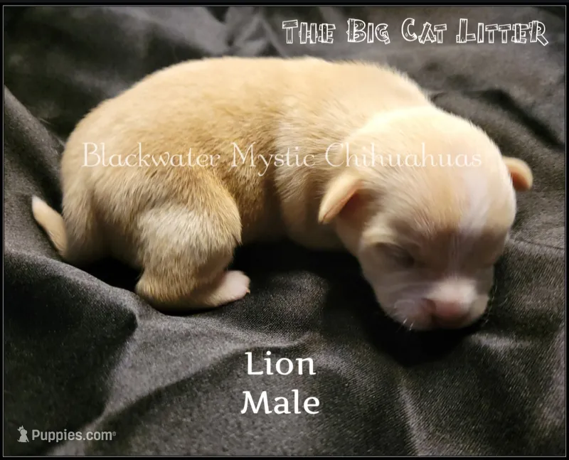 Lion – Chihuahua puppy for sale in Newport, NH
