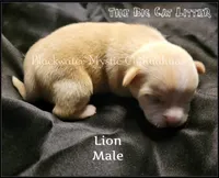 Lion, a male Chihuahua for sale in Newport, NH – 1 of 2