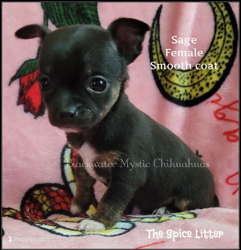 Sage – Chihuahua puppy for sale in Newport, NH