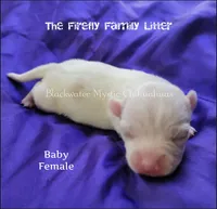 Baby, a female Chihuahua for sale in Newport, NH – 3 of 4