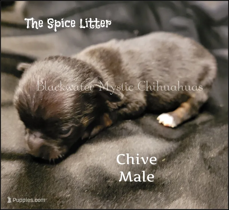 Chive – Chihuahua puppy for sale in Newport, NH