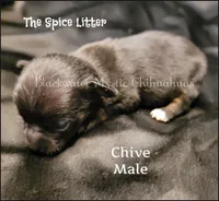Chive, a male Chihuahua for sale in Newport, NH – 1 of 2