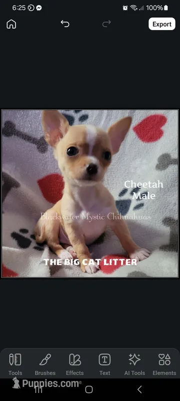 Cheetah – Chihuahua puppy for sale in Newport, NH