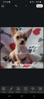 Cheetah, a male Chihuahua for sale in Newport, NH – 2 of 7