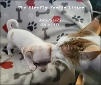 Baby, a female Chihuahua for sale in Newport, NH – 2 of 4