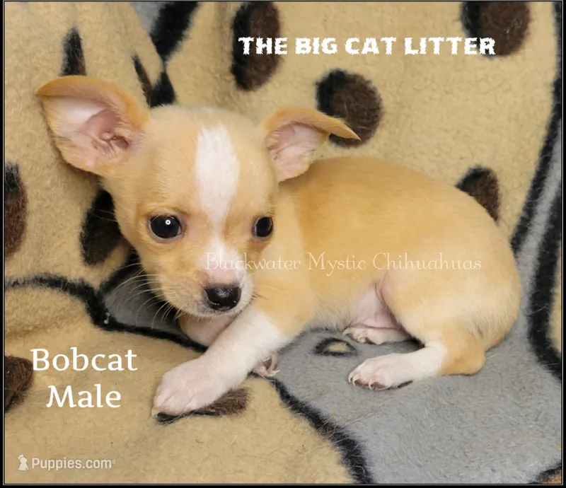Bobcat – Chihuahua puppy for sale in Newport, NH