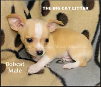 Bobcat, a male Chihuahua for sale in Newport, NH – 2 of 6