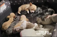 Lion, a male Chihuahua for sale in Newport, NH – 7 of 8