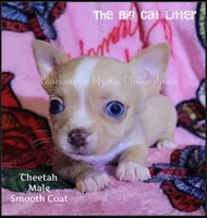 Cheetah, a male Chihuahua for sale in Newport, NH – 6 of 7