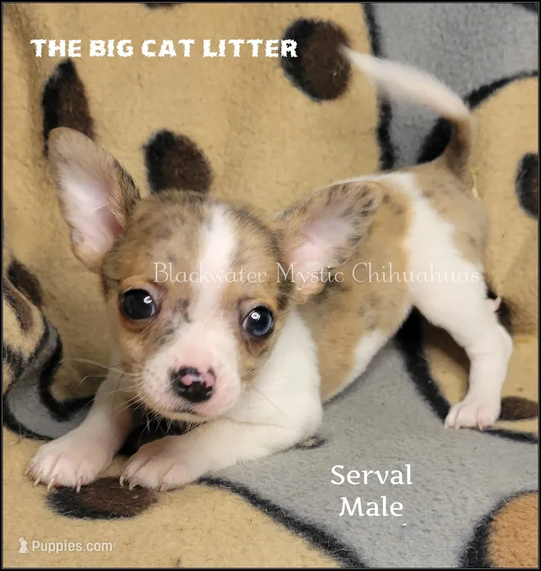 Serval – Chihuahua puppy for sale in Newport, NH