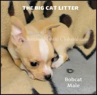 Bobcat, a male Chihuahua for sale in Newport, NH – 3 of 6