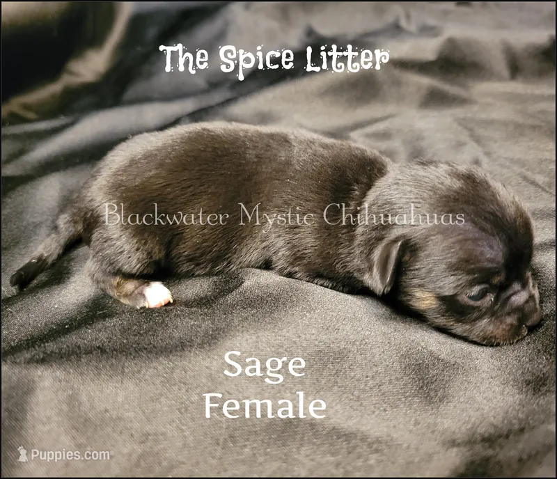 Sage, a female Chihuahua for sale in Newport, NH – 1 of 2