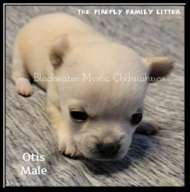 Otis – Chihuahua puppy for sale in Newport, NH