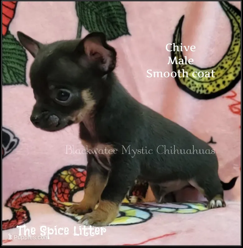 Chive – Chihuahua puppy for sale in Newport, NH