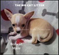 Bobcat, a male Chihuahua for sale in Newport, NH – 1 of 6