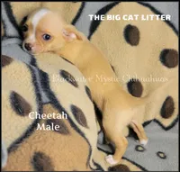 Cheetah, a male Chihuahua for sale in Newport, NH – 4 of 7