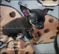 Chive, a male Chihuahua for sale in Newport, NH – 2 of 5